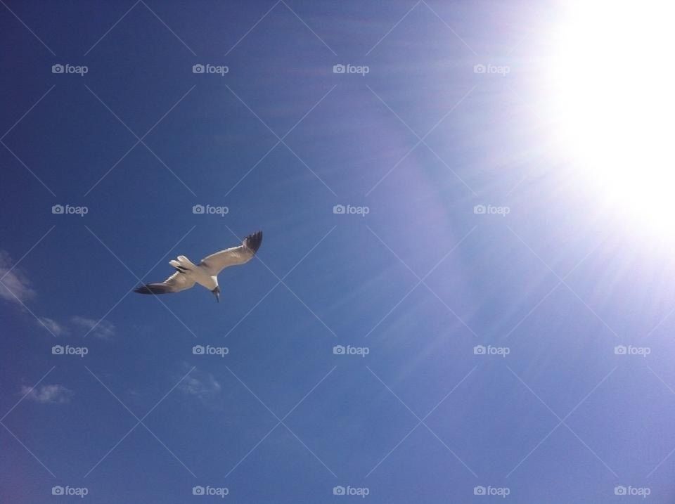 Seagull flying above 
