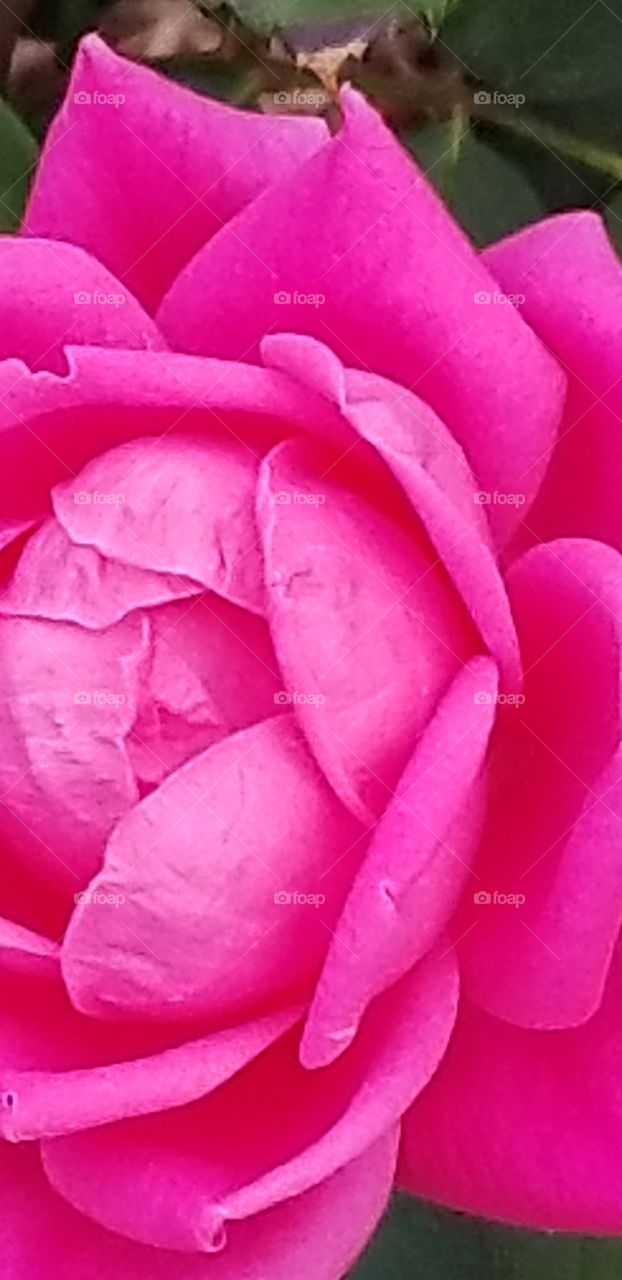 flower: pretty in pink