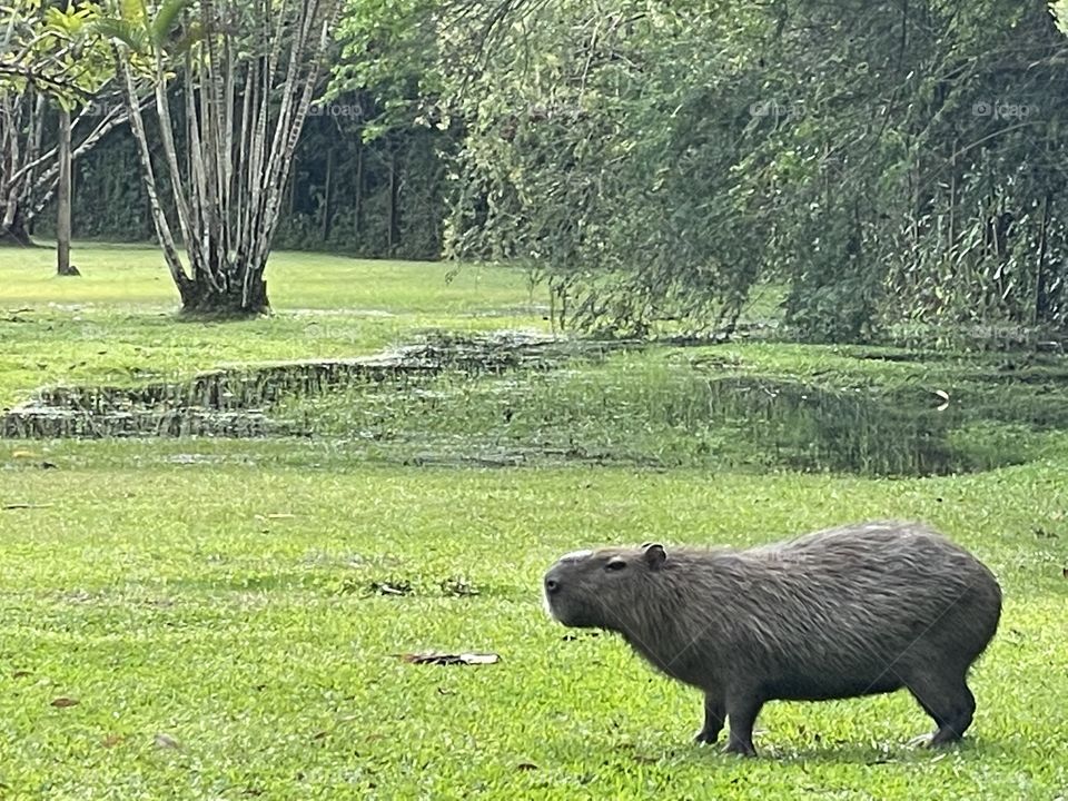 Capivara