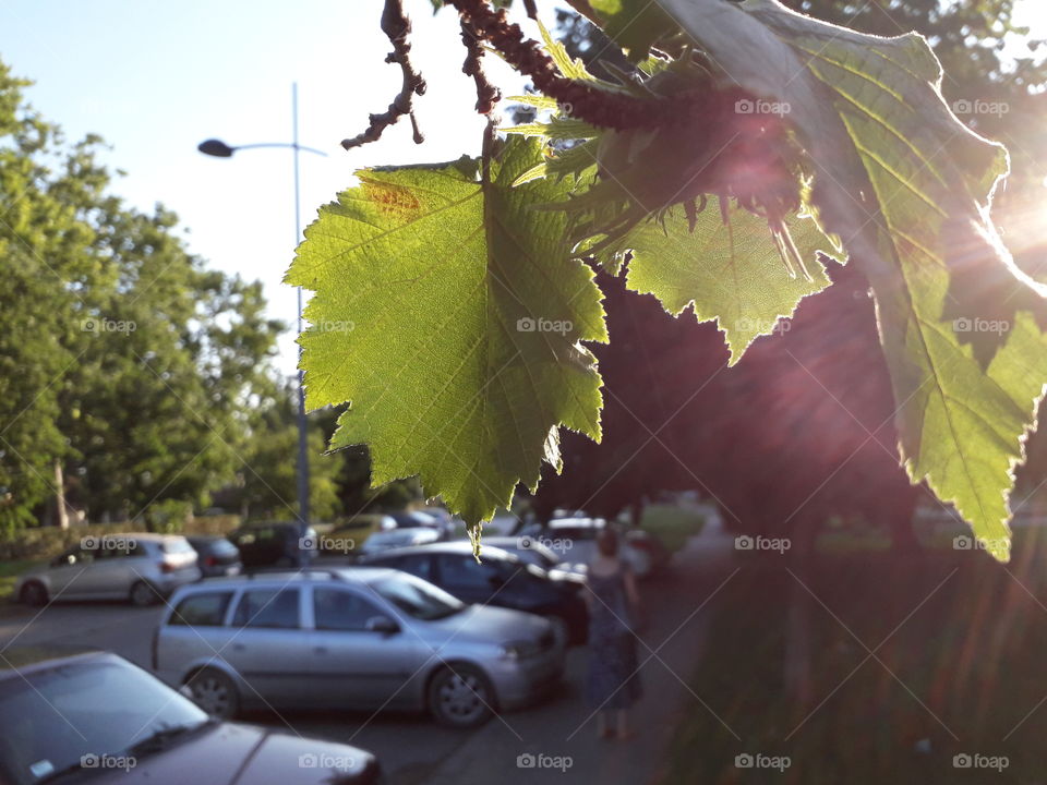 One more likable, green leaf that I took today! I am so proud on this picture, I hope you also like it :)