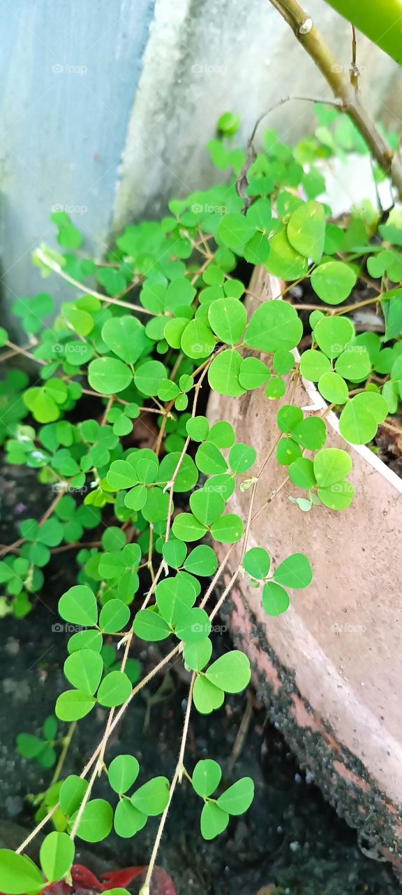 Greenery: The world is beautiful with Greenery