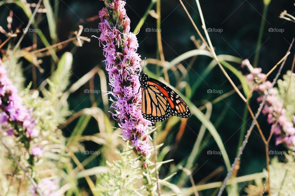 Butterfly in the Wild
