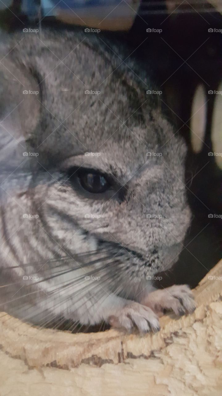 Chinchilla