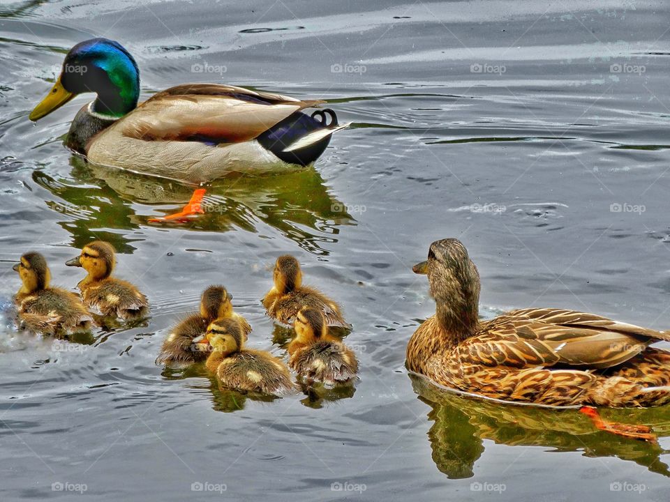 Family Of Ducks In A Pond