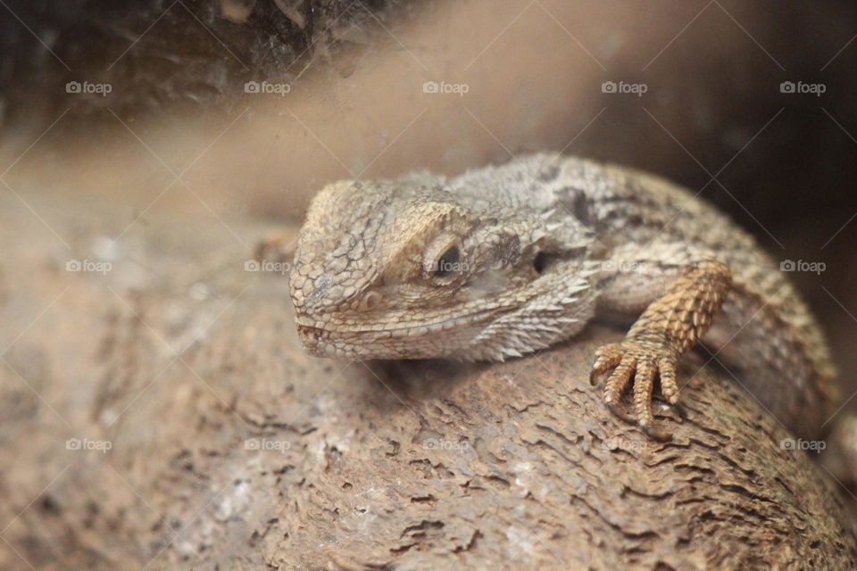 A spiky bearded dragon, climbing up along a log, staring straight into the muddy glass in his way to freedom