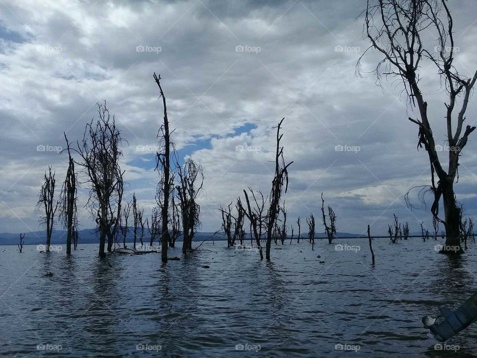 lake Naivasha trees