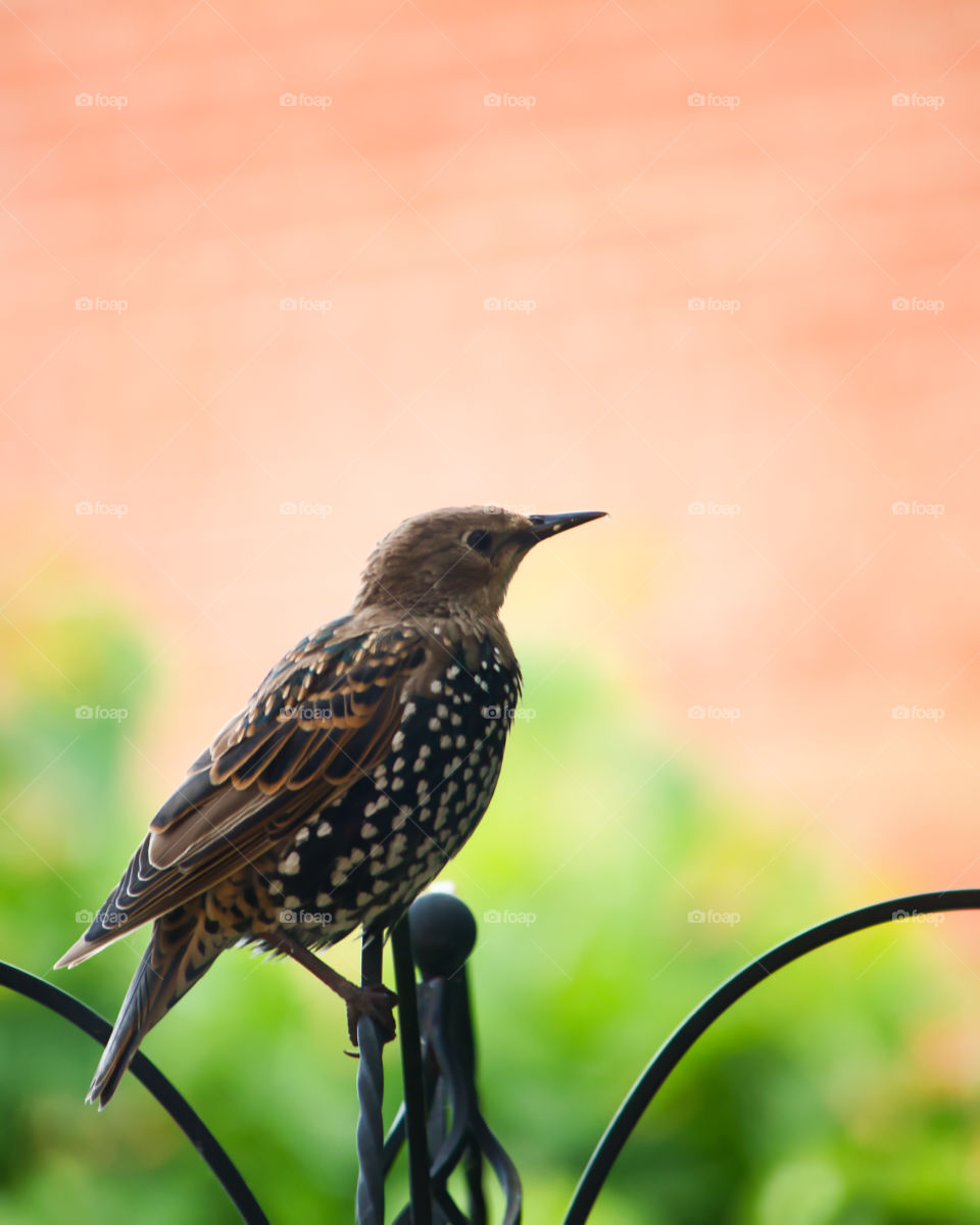Starlings in my garden