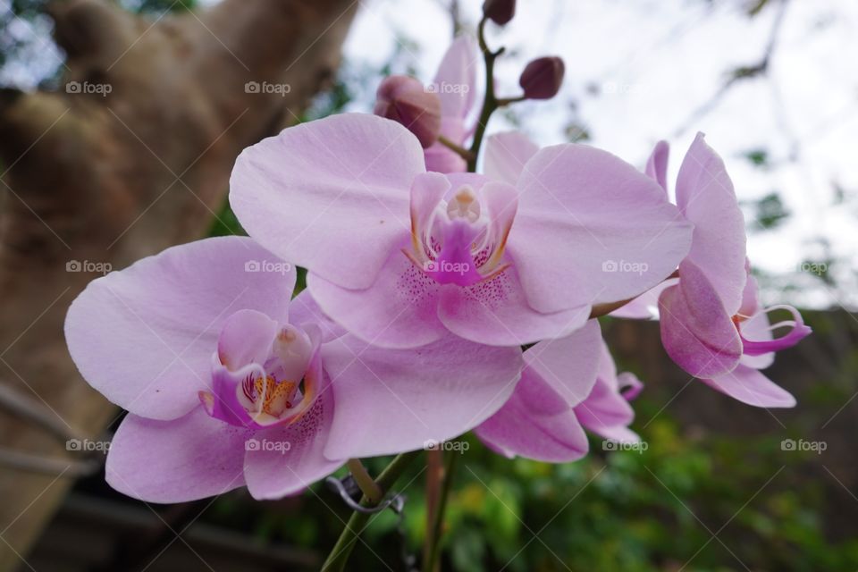 Pink orchids at home 