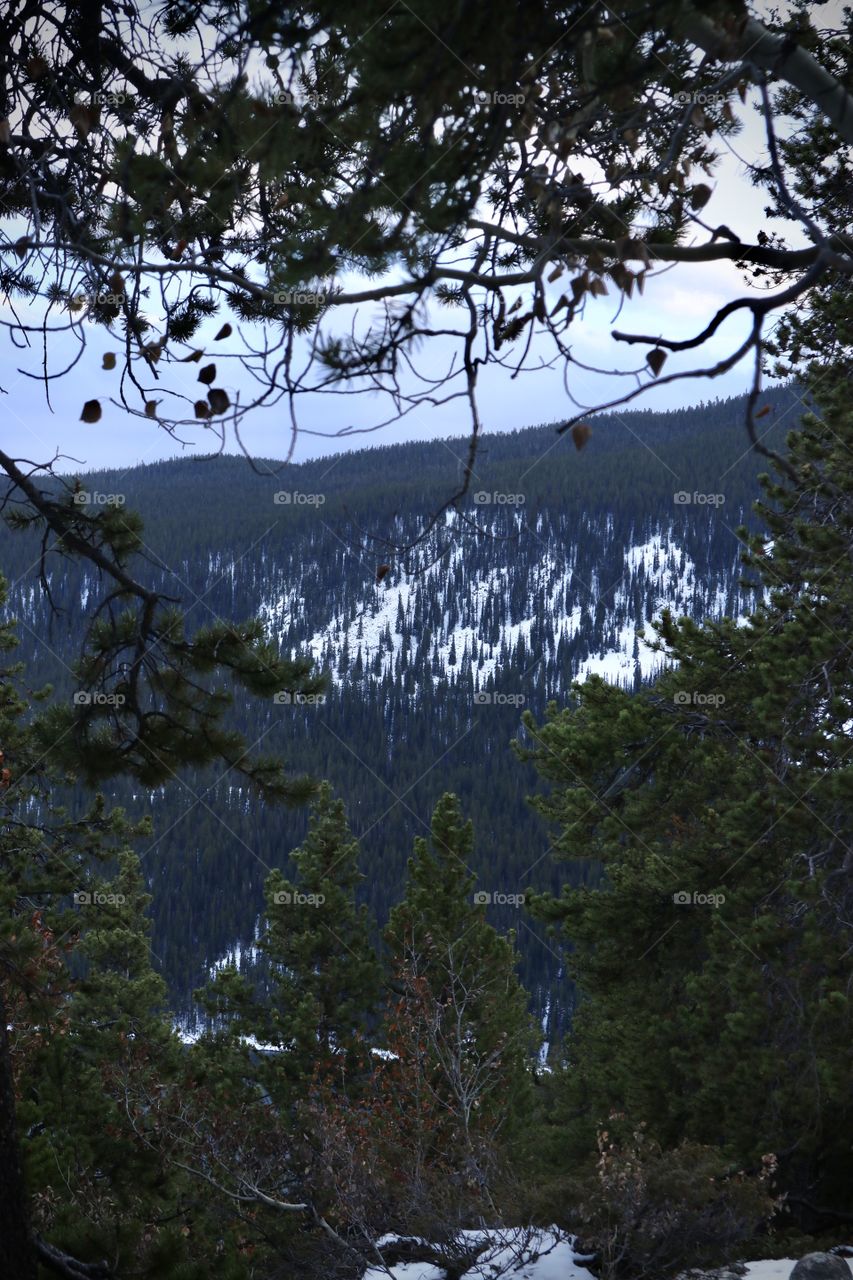 The pine forests on the mountainside.