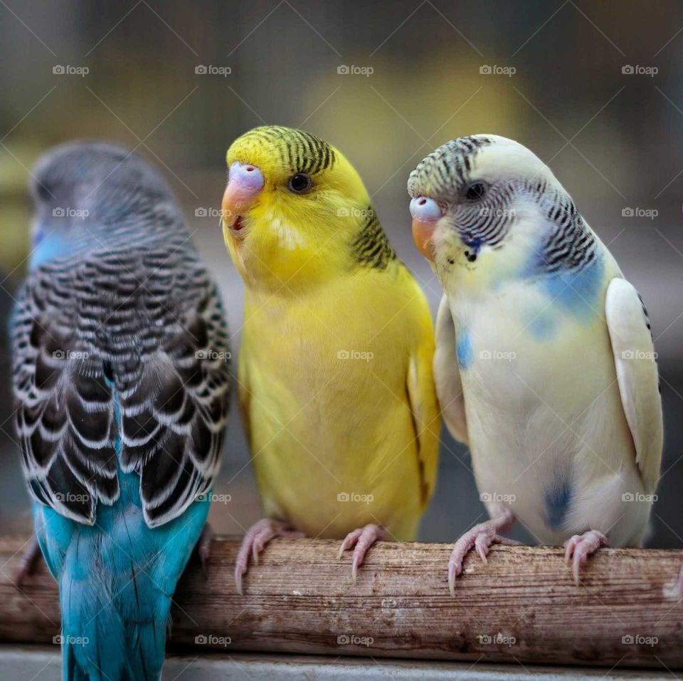 beautiful canary birds