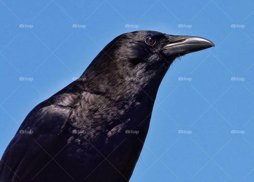 Portrait of a crow