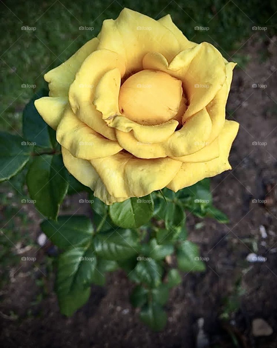 🌹 🇺🇸 Very beautiful flowers to brighten our day.  Live nature and its beauty. Did you like the delicate petals? / 🇧🇷 Flores muito bonitas para alegrar nosso dia. Viva a natureza e sua beleza. Gostaram das pétalas delicadas? 
