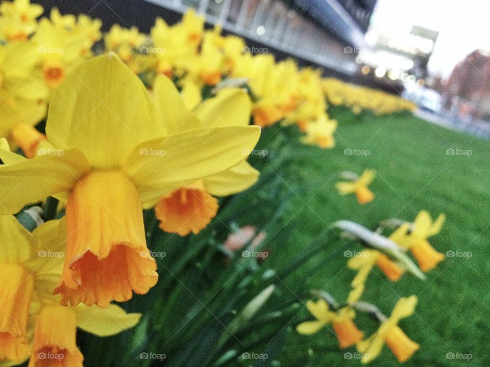 Daffodils