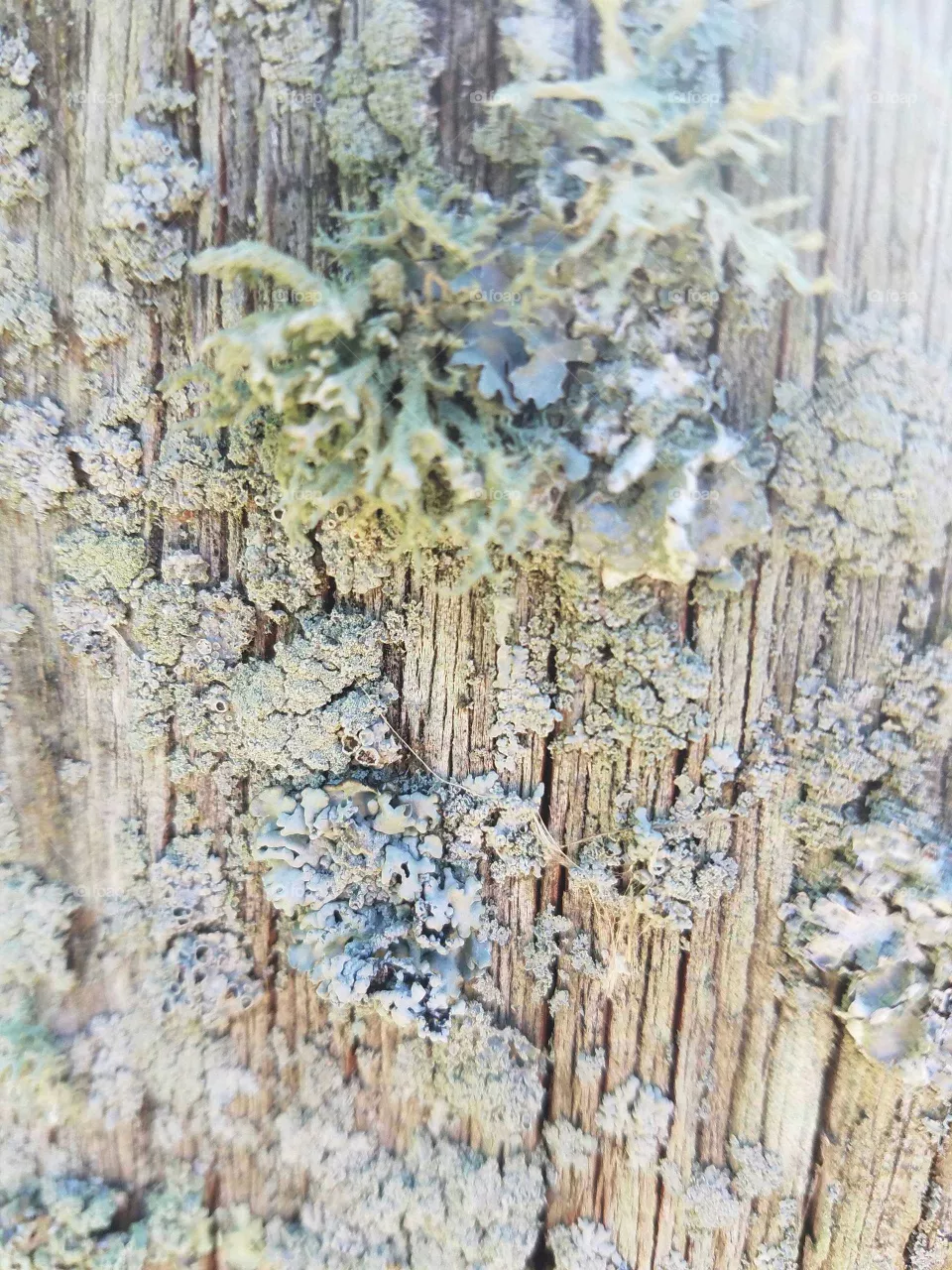 Moss