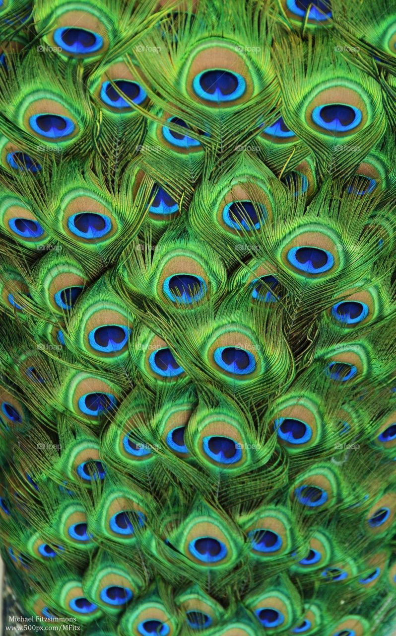 Peacock tailfeathers