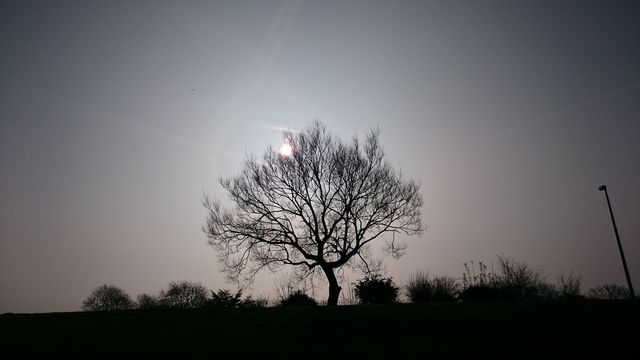 tree. a park