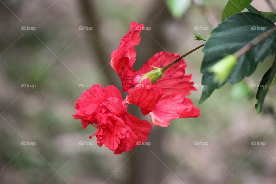 Red beautiful Flower