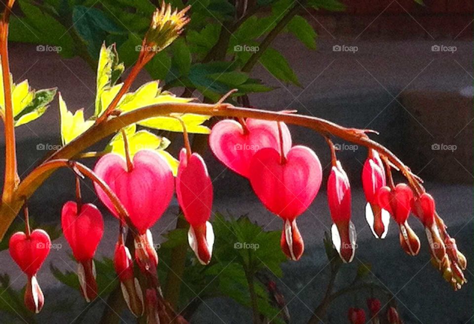 spring bleeding heart perennial