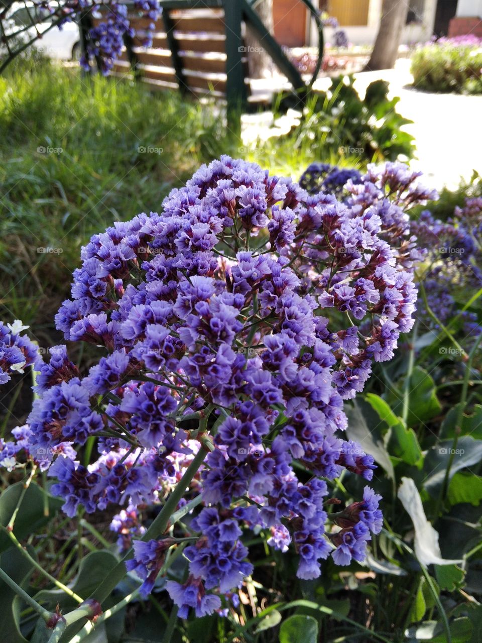 Limonium