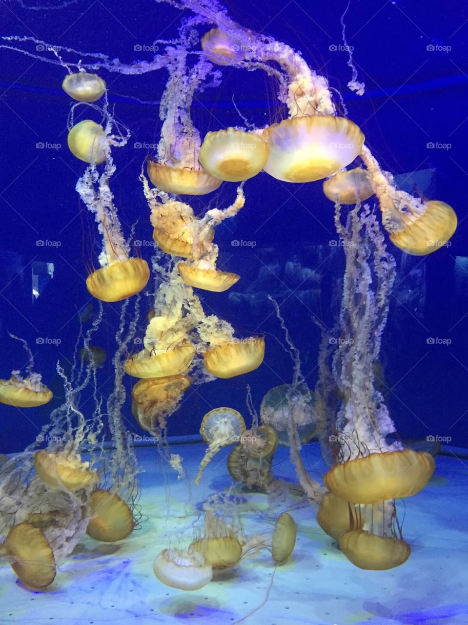 Jellies . Loved the new exhibit at the Aquarium of the Pacific 