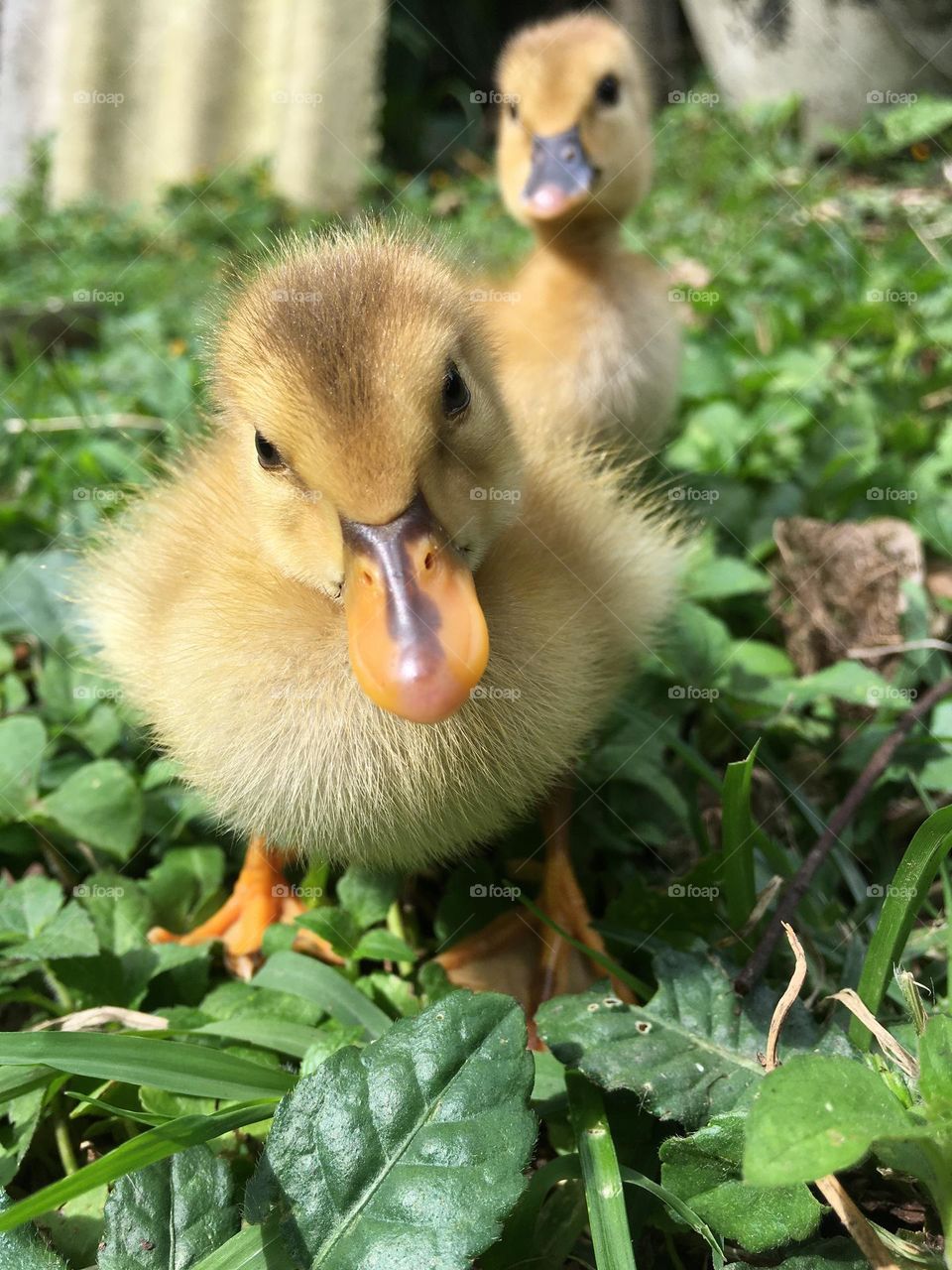 Duck