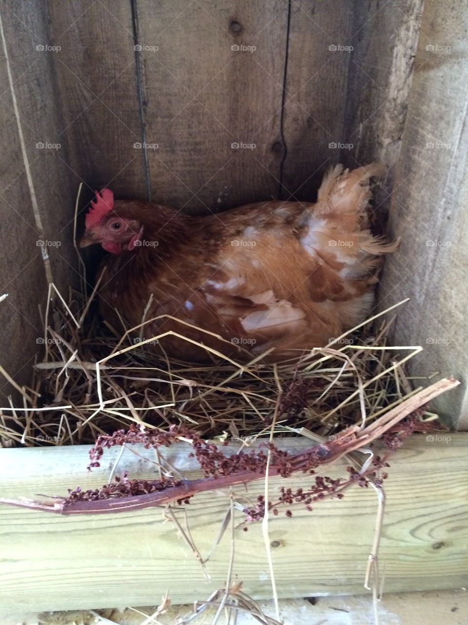 Hen laying an egg