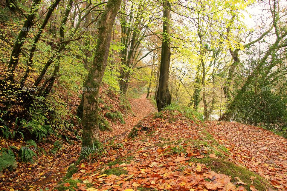 taking an autumn forest walk