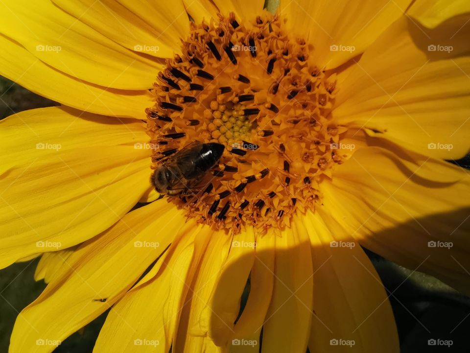 Biene in der Sonnenblume