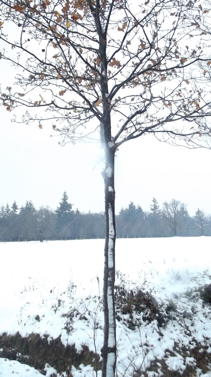 Frozen Tree In The Snow