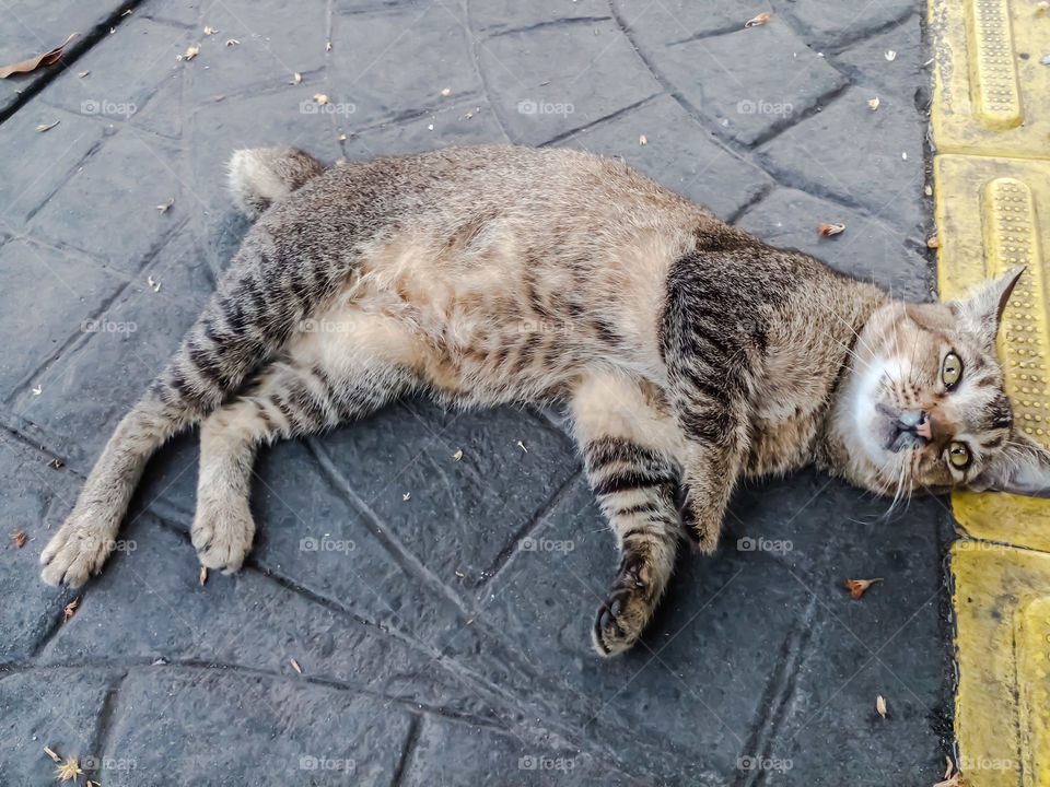 a cat want to cuddle