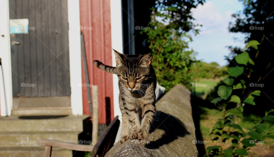 Portrait of walking cat