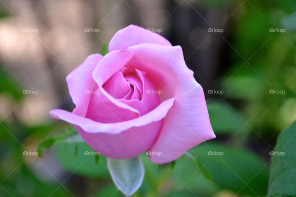 Pink Rose