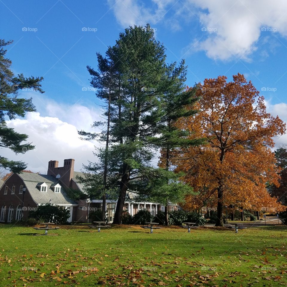 Fall trees and building