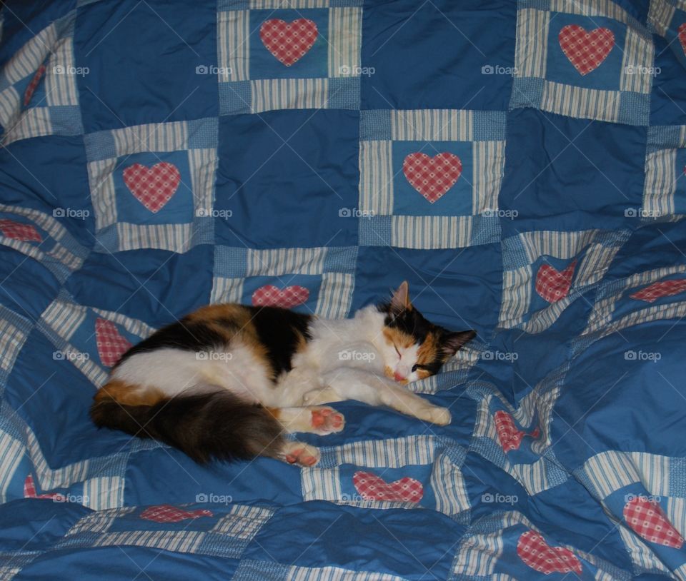 Cat sleeping in a quilt