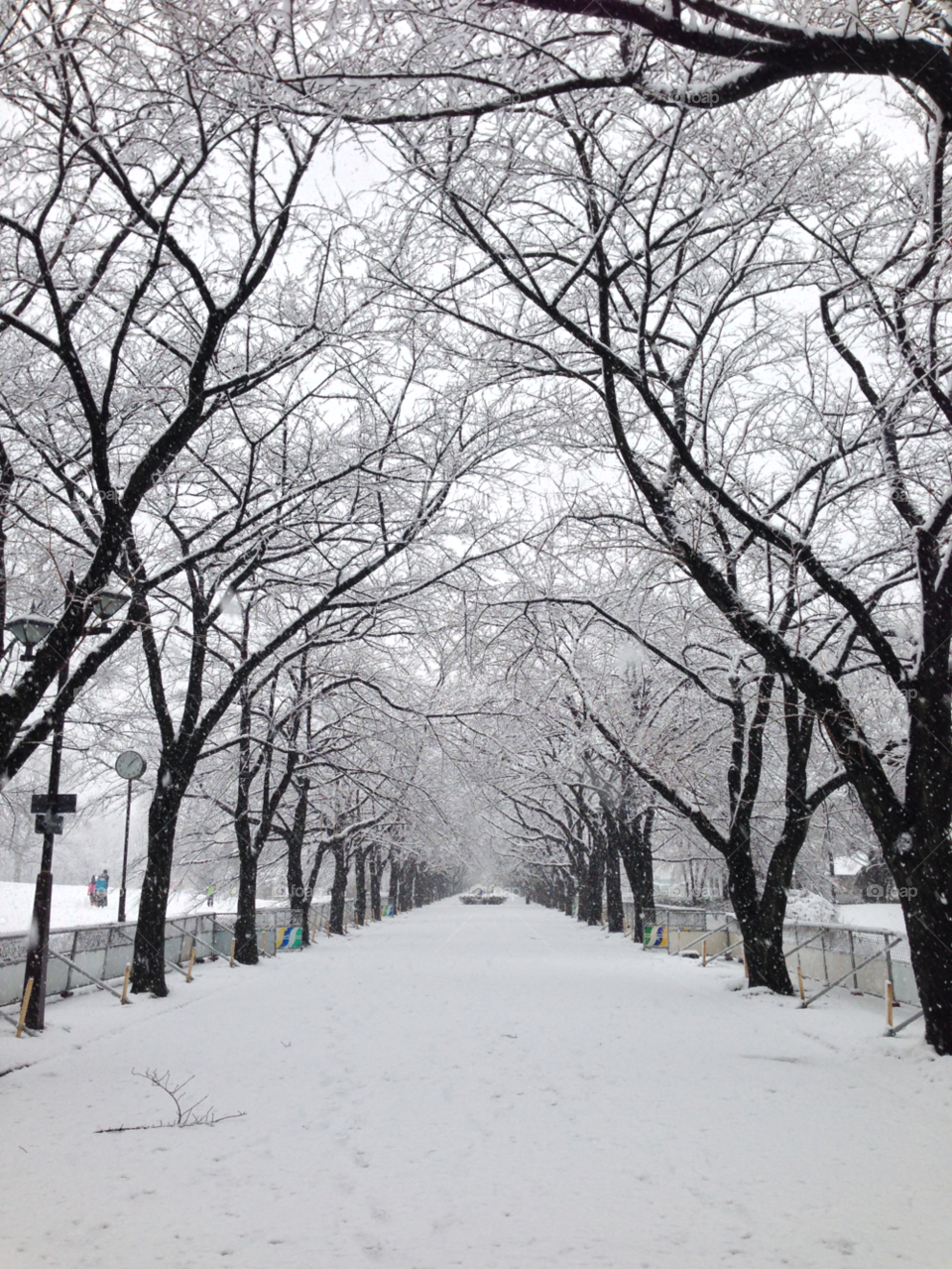 snow winter tree park by djbozuman