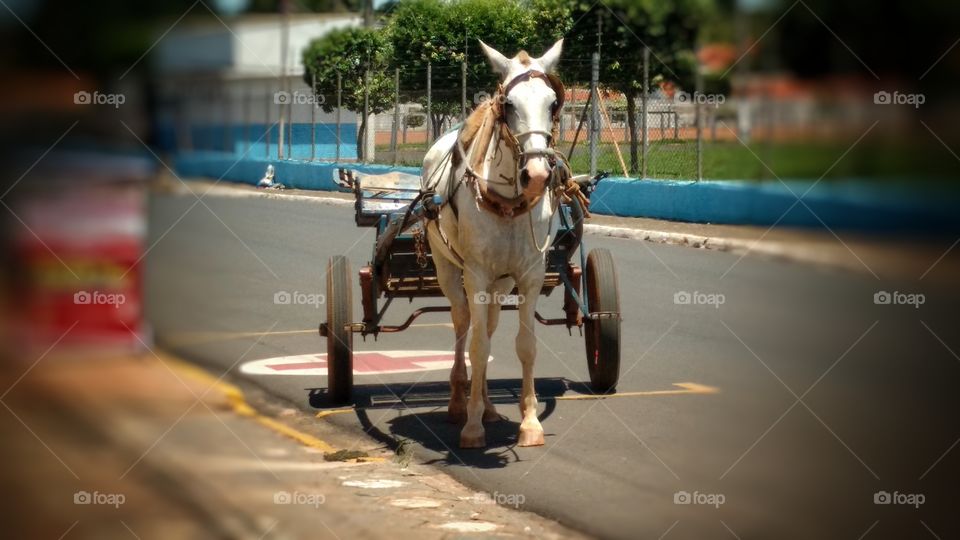 Cavalo em charrete.