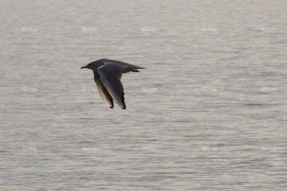 High angle view of flying seagull