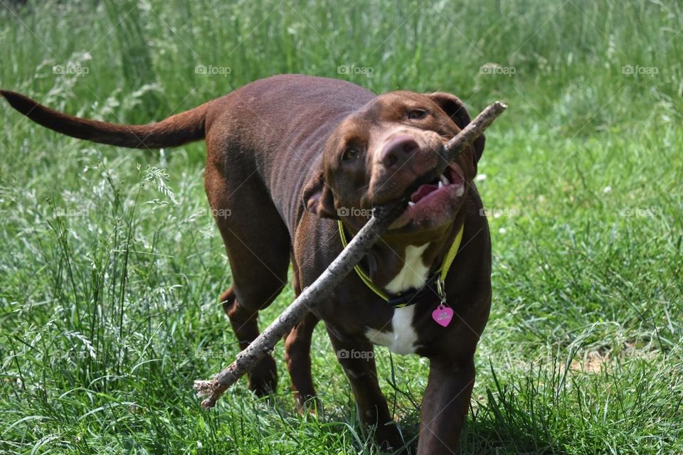 Goofy dog playing fetch