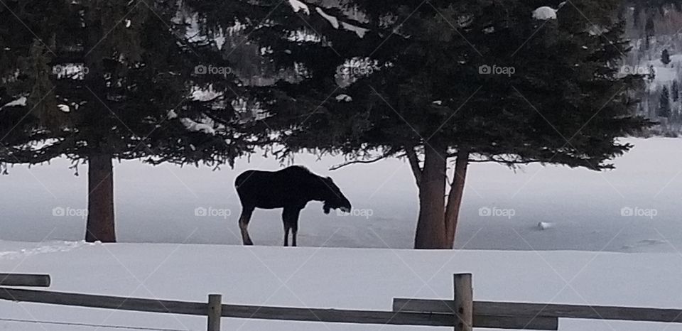 Moose on the Loose