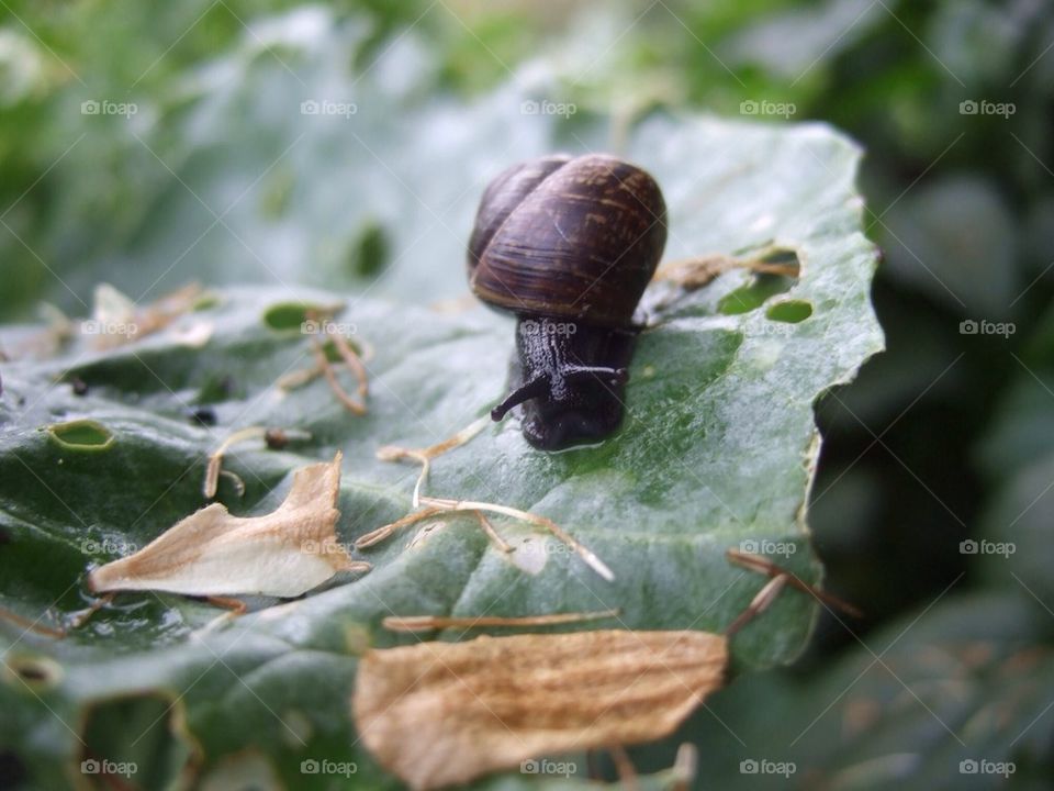 Snail
