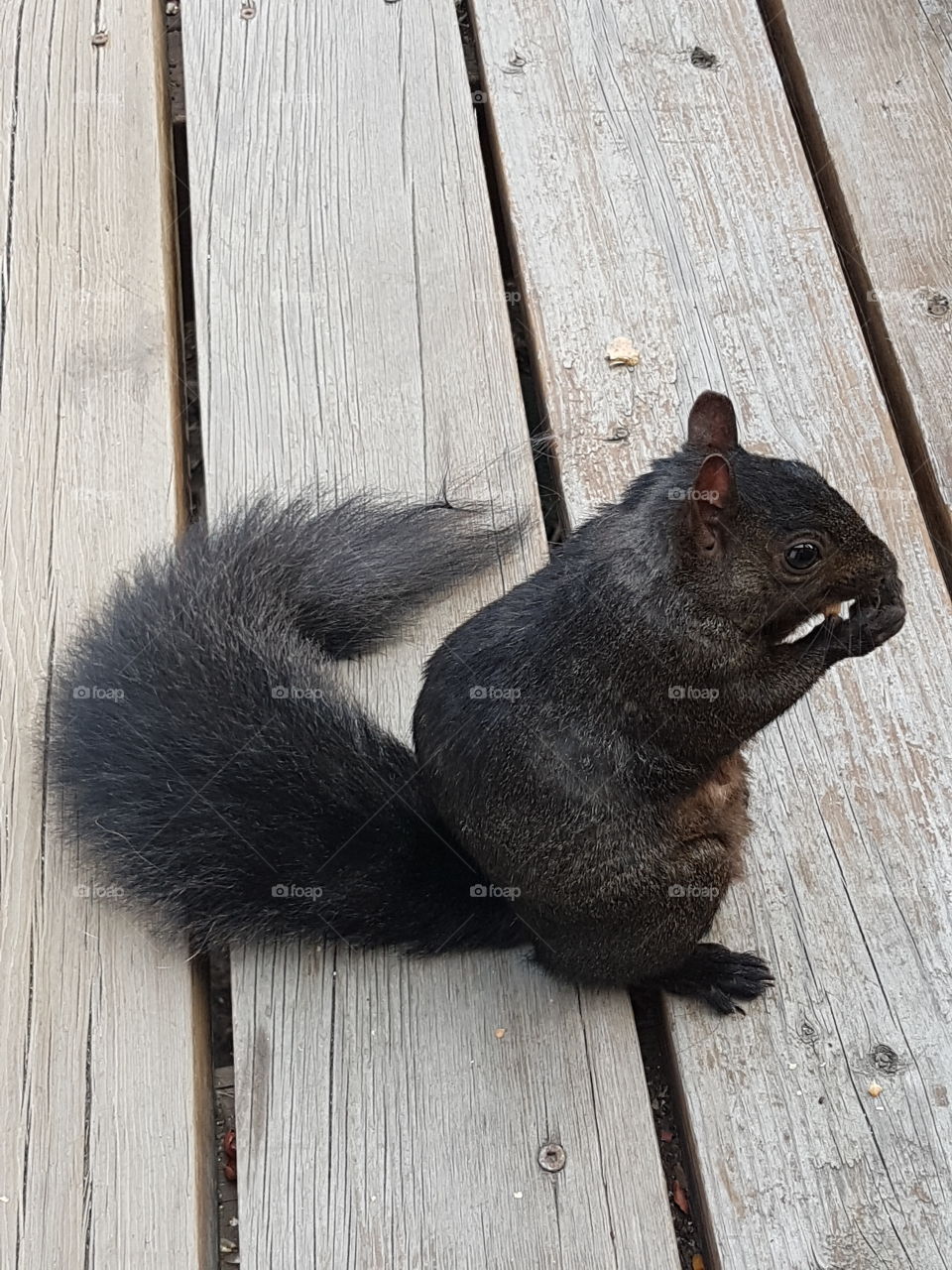 Friendly Feeding Squirrel