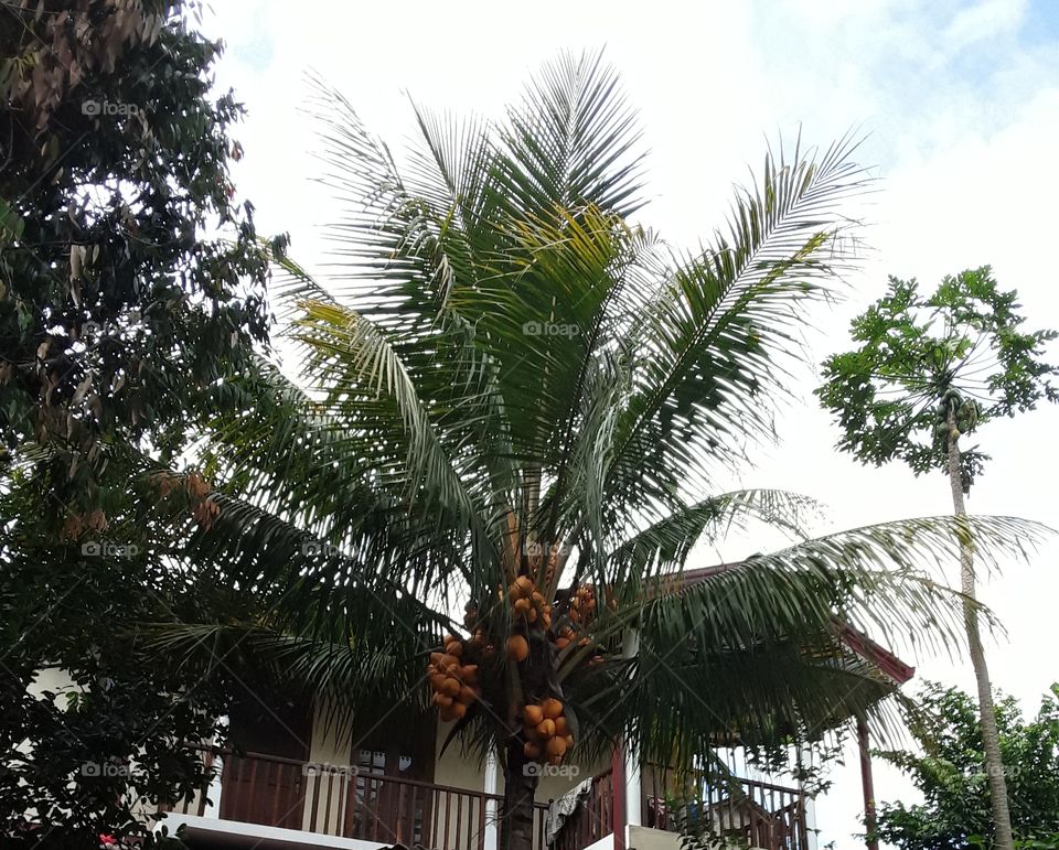 photo about king coconut and house. king coconut is variety of coconut, native to Sri Lanka where it is known as thambili. sweeter than regular coconut.