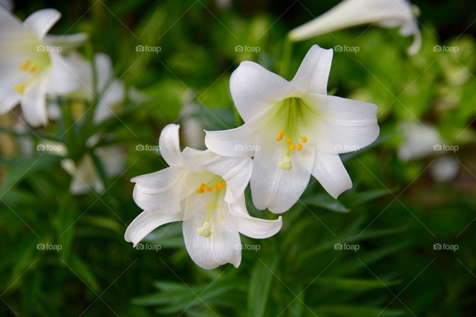 Closeup of white Easter lilies in bloom in daylight in early spring