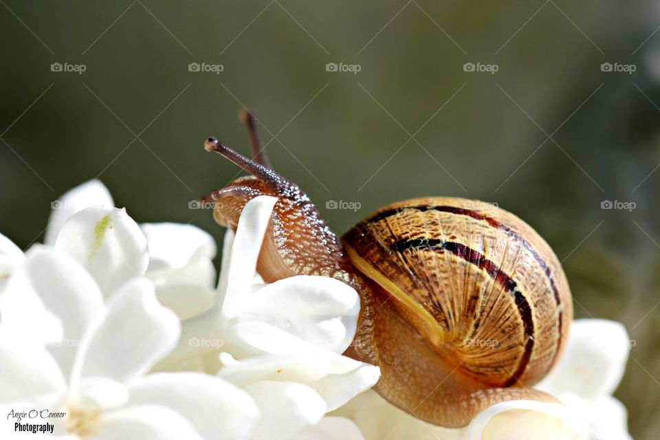 Little Snail