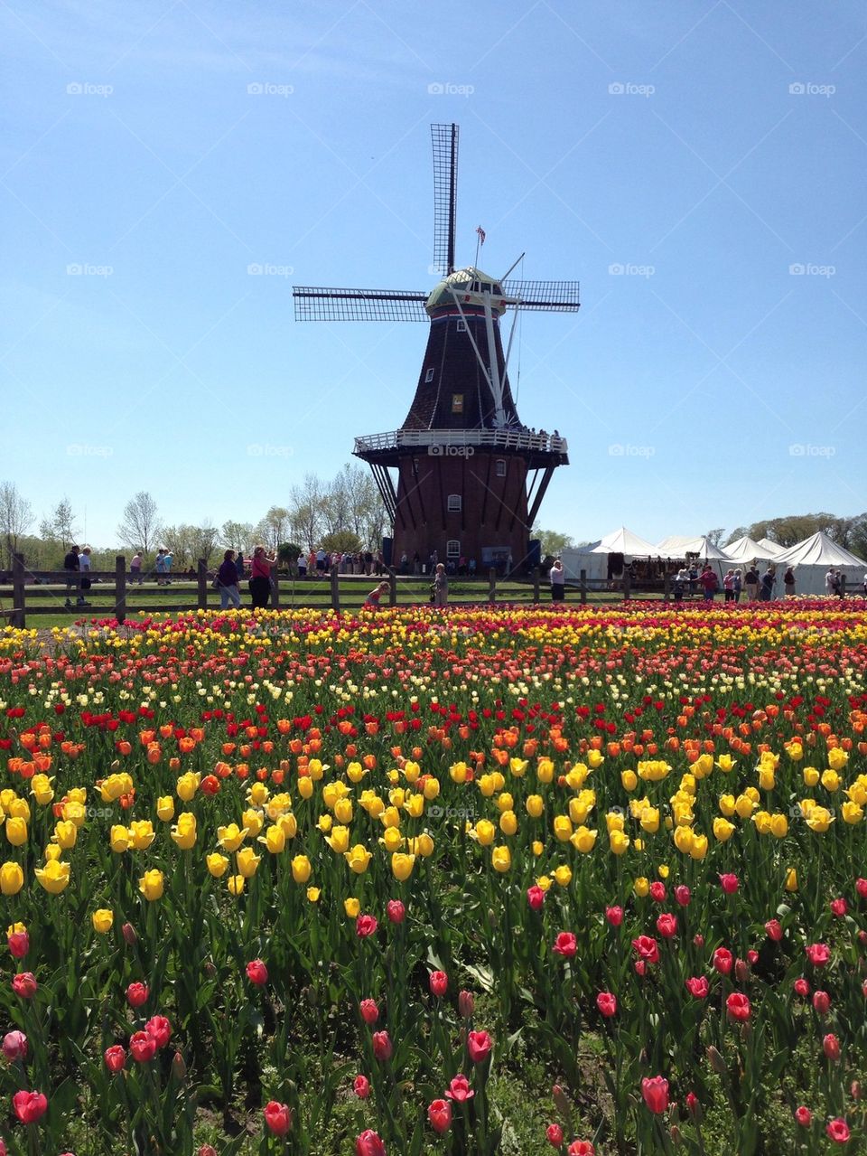 Tulip festival 