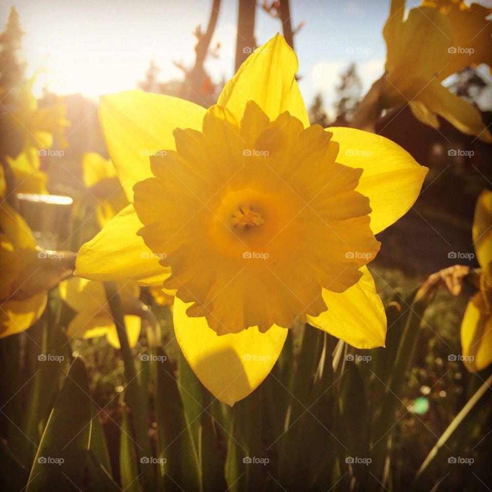 Daffodil in evening sun 