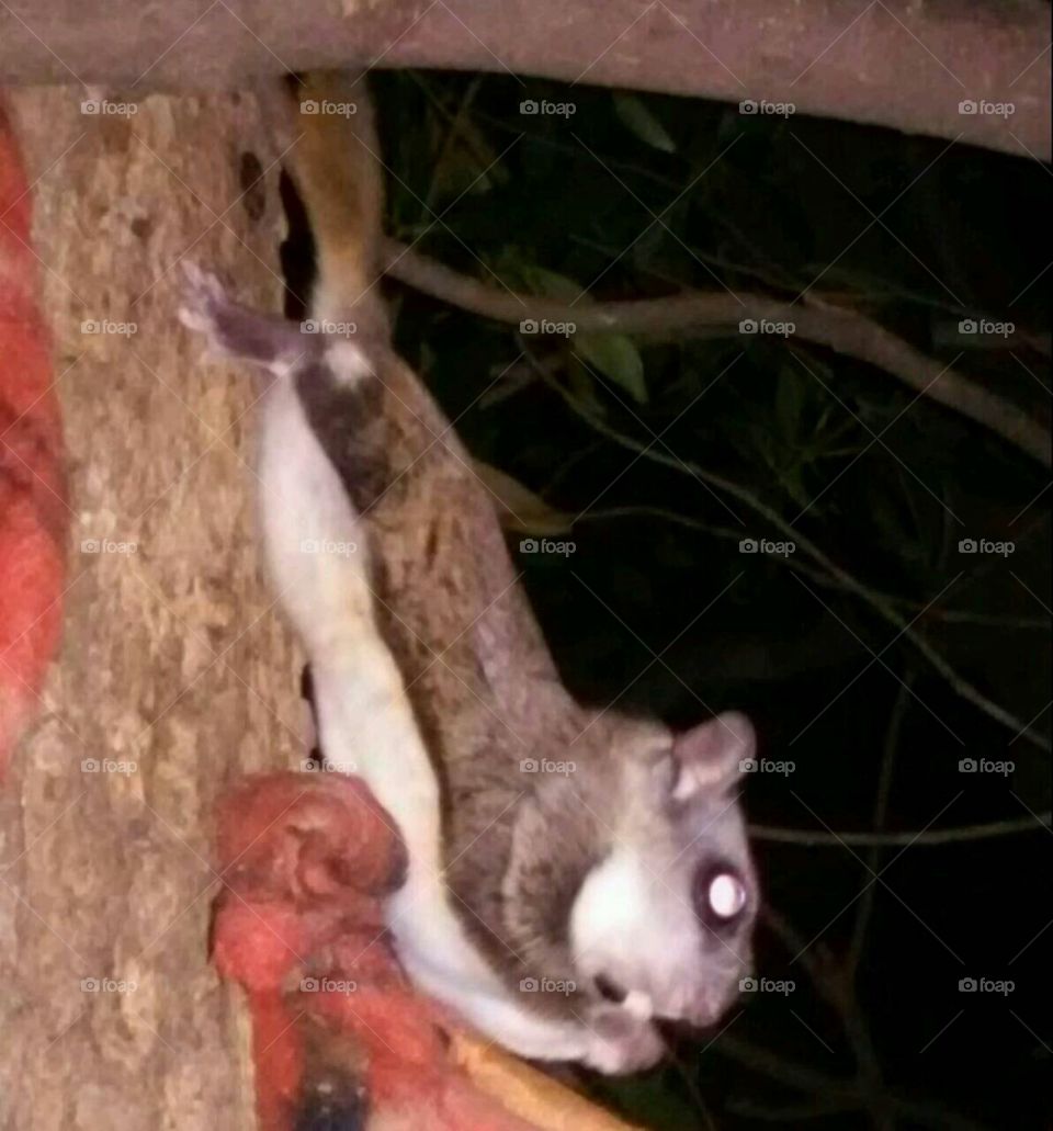 flying squirrels outside