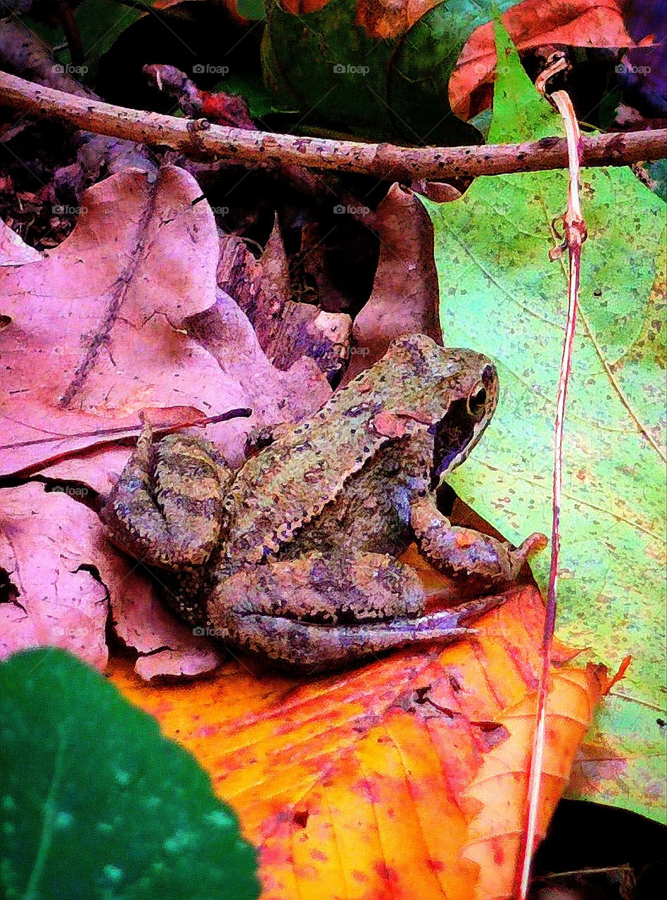 Autumn forest.  Frog on colorful leaves