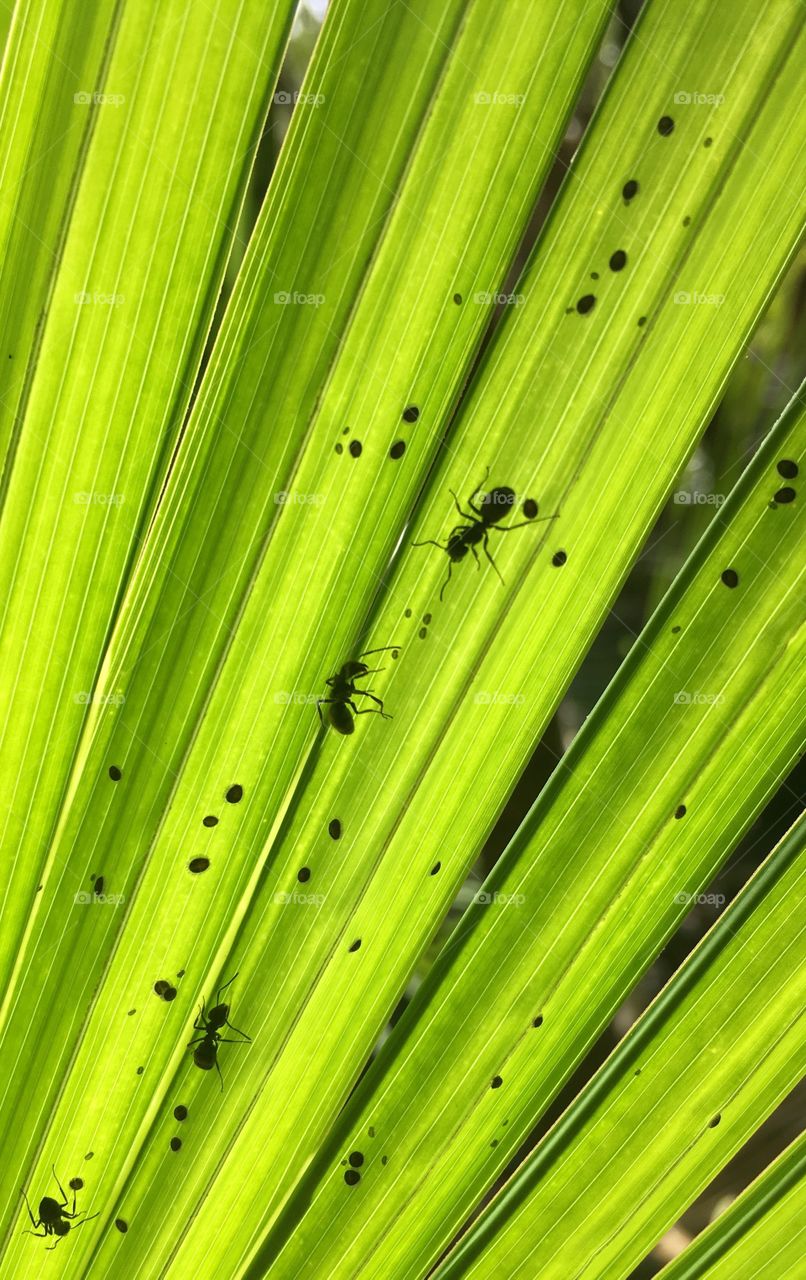Ants on leaf 