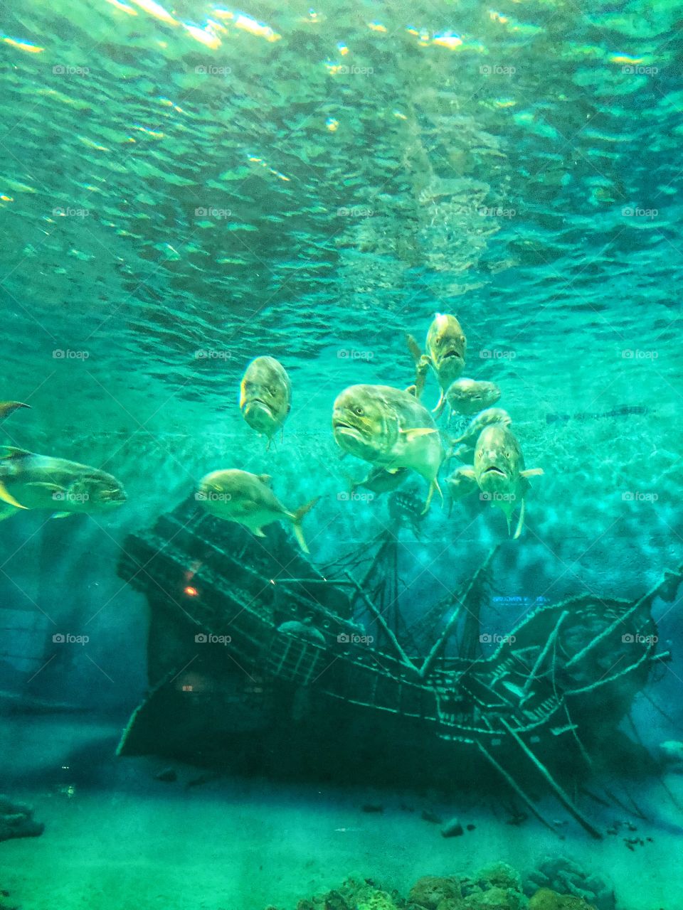 Fish in an aquarium 